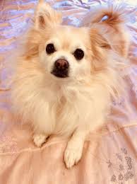 Golden Pomchi Chihuahua Pomeranian Mix Best Dogs Ever Huge Personality Great With Dogs And Kids No Pomeranian Chihuahua Mix Dogs And Kids Pomeranian Mix