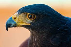 How standing on the gravitron became the ultimate meme of rebellion. Harris S Hawk The Maryland Zoo
