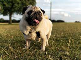 Follow us for cute pugs pics daily pug dogs posts use #pugsmiles futured. Are Pugs Aggressive Canna Pet