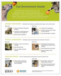 The oregon zoo is really well done. Oregon Zoo Banfield Team Up On Cat Enrichment Guide Oregon Zoo