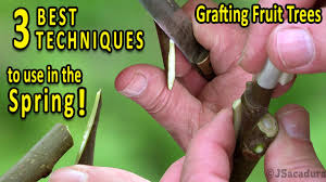 Different varieties of apples (such as honeycrisp and gala) or apples and crabapples can be grafted together. Grafting Fruit Trees The 3 Best Grafting Techniques For Spring Youtube