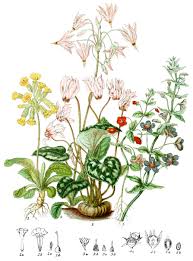 Image result for Primulaceae