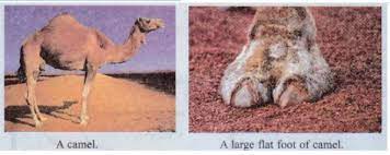 A camels nostrils can close so it doesn't get sand up its nose. Why Do Camels Have Large Flat Feet Sarthaks Econnect Largest Online Education Community