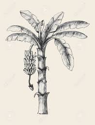 Banana coloring pages are a good way to teach your kids about fruit and colors. Sketch Illustration Of Banana Tree Royalty Free Cliparts Vectors And Stock Illustration Image 40932431