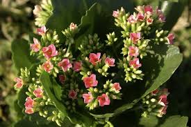 Kalanchoe Interesting Facts Growing Tips Toxity Snaplant Com
