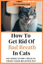 How To Get Rid Of Bad Breath In A Cat Pet Trained In 2021 Cat Bad Breath Cat Breath Bad Breath