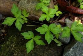 Image result for Sanicula elata