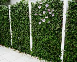 Der gewöhnliche efeu gehört zu den kletterpflanzen, die rasch wachsen und so im handumdrehen an der fassade emporklettern. Efeuhecke Mit Clematis 180 X 120 Cm