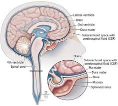 Organs are specialised body parts, each with their own jobs. Cerebrospinal Fluid Csf Leak Causes Symptoms Treatments