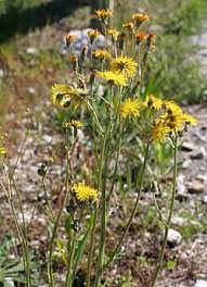 Image result for Crepis newii