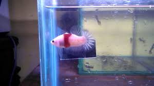 Ikan cupang juga termasuk ikan hias yang mudah dipelihara tanpa menggunkanan oksigen atau gelembng udara yang disebut aerator. Ikan Cupang Hias Plakat Koi Tancho Youtube