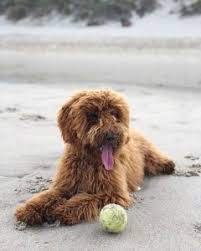 We raise goldendoodles with outstanding temperament and health.we are a small home breeder who raise our puppies in a very loving home environment. Goldendoodle Breeders In Massachusetts Top 4 Breeders 2021 We Love Doodles