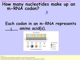 Imagine if there were 200 commonly occurring amino acids instead of 20. Ap Biology Review Dna By Kelly Riedell Brookings Biology Ppt Download