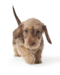 Dachshund litter of puppies for sale near arizona, queen creek, usa. Dachshund Dog Breed For Sale