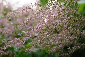 Image result for Congea