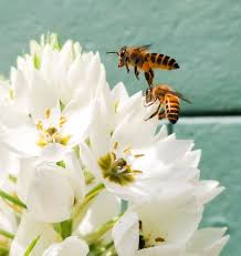 Honeybees follow similar breeding rituals whether they are living in hives of their own creation or in the hives of a beekeeper. How Do Bees Reproduce Let S Find Out One Honey Bee