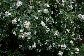 Darlow's enigma' is a rose of mystery, its origins being unknown. Darlow S Enigma Composerinthegarden