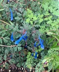 Corydalis ‘Blue Heron’