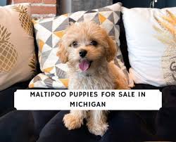 Teacup maltipoo puppies for sale in michigan. Maltipoo Puppies For Sale In Michigan Top 5 Breeders 2021 We Love Doodles