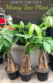 Money Tree Plant Care Guide How To Take Care Grow Indoors Money Tree Plant Money Tree Plant Care Money Plant Care