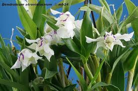 Dendrobium Atroviolaceum Orquidea