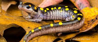 Read national geographic's latest stories about animals. 7 Reasons Amphibians Are Awesome