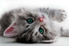 Hi i'm selling my part maincoon baby kitten. How To Adopt Kittens 10 Kitten Adoption Do S Dont S