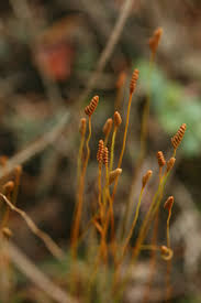 Image result for Schizaea