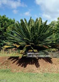 Image result for Zamiaceae