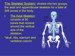 Related posts of muscle anatomy get body smart chest muscles diagram. Anatomy Skeletal Muscular