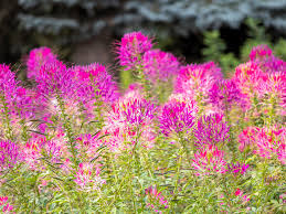 Image result for Cleome spinosa