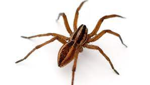The answer is that spiders definitely can hurt you. Wolf Spider Bite Pictures Symptoms What It Looks Like On Dog Cat Human Dangers Treatment Pestbugs