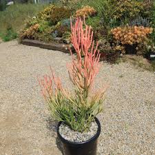 Image result for Euphorbia tirucalli