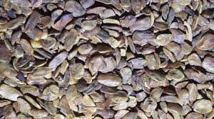 Image result for Picralima nitida