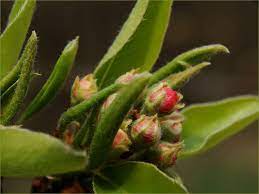 Apfel Bluten Knospen Foto Bild Pflanzen Pilze Flechten Baume Obstbaume Bilder Auf Fotocommunity