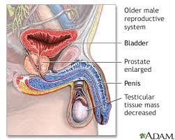 The anatomical relationships of the prostate (1). Aging Changes In The Male Reproductive System Information Mount Sinai New York