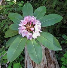 Image result for Rhipidoglossum microphyllum