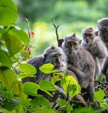 What Is A Group Of Monkeys Called Facts About Monkey Group Animal Pictures Animals Monkey Species