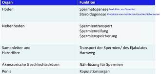 Mannliche Geschlechtsorgane Flashcards Quizlet