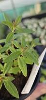 Image result for Aloysia citrodora