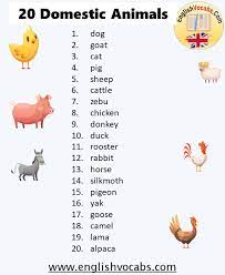 Pet monkeys m some exotic pet names for animals like monkeys include macchiato, madagasca and mang. 20 Domestic Animals Name English Vocabs