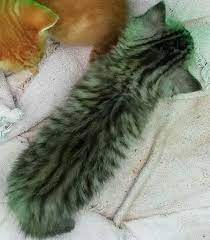 How Can You Tell If A Kitten Will Have Short Or Long Hair Pets Stack Exchange