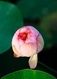 Nelumbo Nucifera Wikipedia