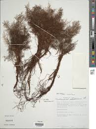 Image result for Abrodictyum