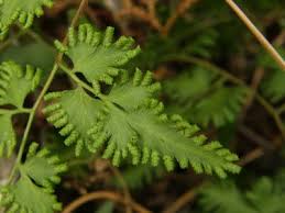 Image result for Anemiaceae