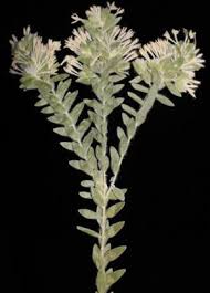 Image result for Gnidia goetzeana