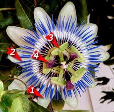 We did not find results for: Passion Flower Vine Growing The Passiflora Plant Care Guide