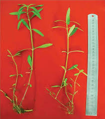 Image result for Enydra