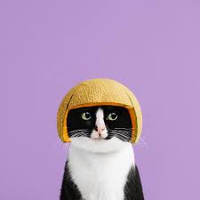 Princess Cheeto Cute Creatures Cat Today Cool Cats