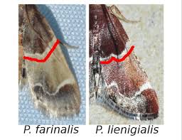 Image result for Pyralis lienigialis